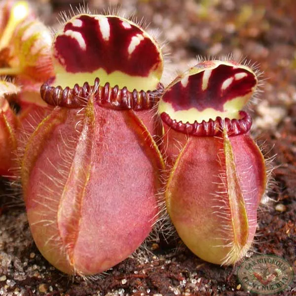 Cephalotus follicularis